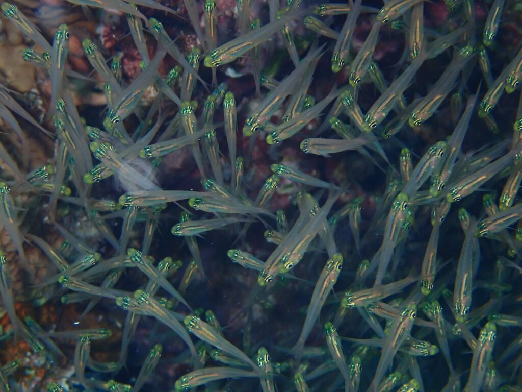 Close de um cardume compacto de pequenos peixes de corpo transparente, cabeça amarelo-esverdeada brilhante e olho preto, diante do recife
