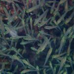 Close de um cardume compacto de pequenos peixes de corpo transparente, cabeça amarelo-esverdeada brilhante e olho preto, diante do recife