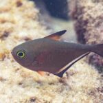 Um pempheris de perfil, corpo marrom acobreado em forma de machadinha, olho muito grande contornado de amarelo-esverdeado, dorsal curta de ponta preta e longa nadadeira anal com borda preta