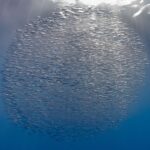 Uma bola compacta de milhares de trombeteiros prateados logo abaixo da superfície, atravessada pelos raios de sol, sobre um azul que escurece para baixo