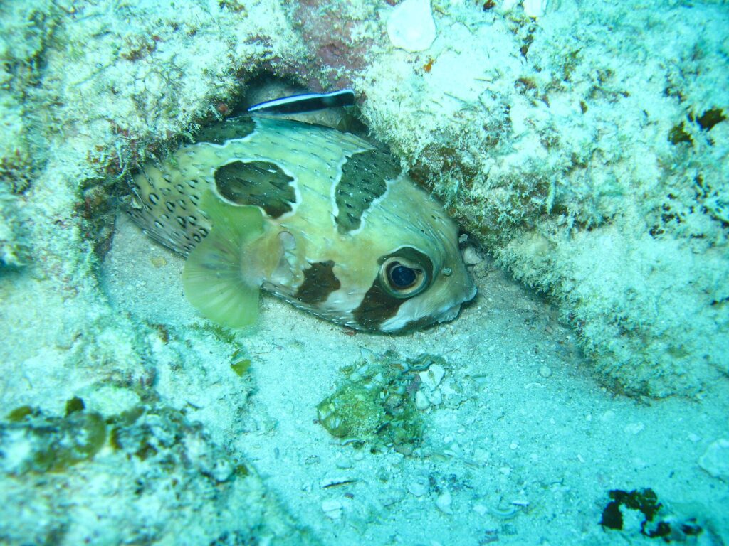 Um baiacu-de-espinho de manchas pretas encolhido sob uma borda de coral, com um pequeno bodião-limpador listrado acima dele
