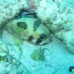 Um baiacu-de-espinho de manchas pretas encolhido sob uma borda de coral, com um pequeno bodião-limpador listrado acima dele