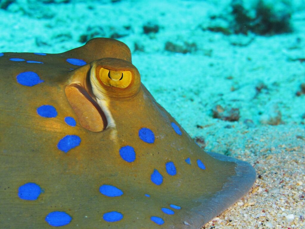 Close de uma raia-de-pintas-azuis pousada na areia, com o olho amarelo e as manchas azul-vivo