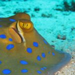Close de uma raia-de-pintas-azuis pousada na areia, com o olho amarelo e as manchas azul-vivo