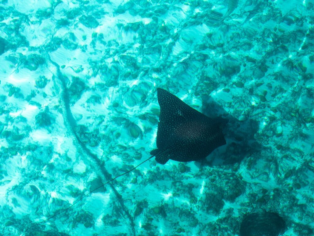 Uma raia-chita vista de cima, o dorso preto salpicado de pontos claros e a cauda longa e fina, desliza sobre um fundo de areia e coral em água turquesa