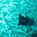 Uma raia-chita vista de cima, o dorso preto salpicado de pontos claros e a cauda longa e fina, desliza sobre um fundo de areia e coral em água turquesa