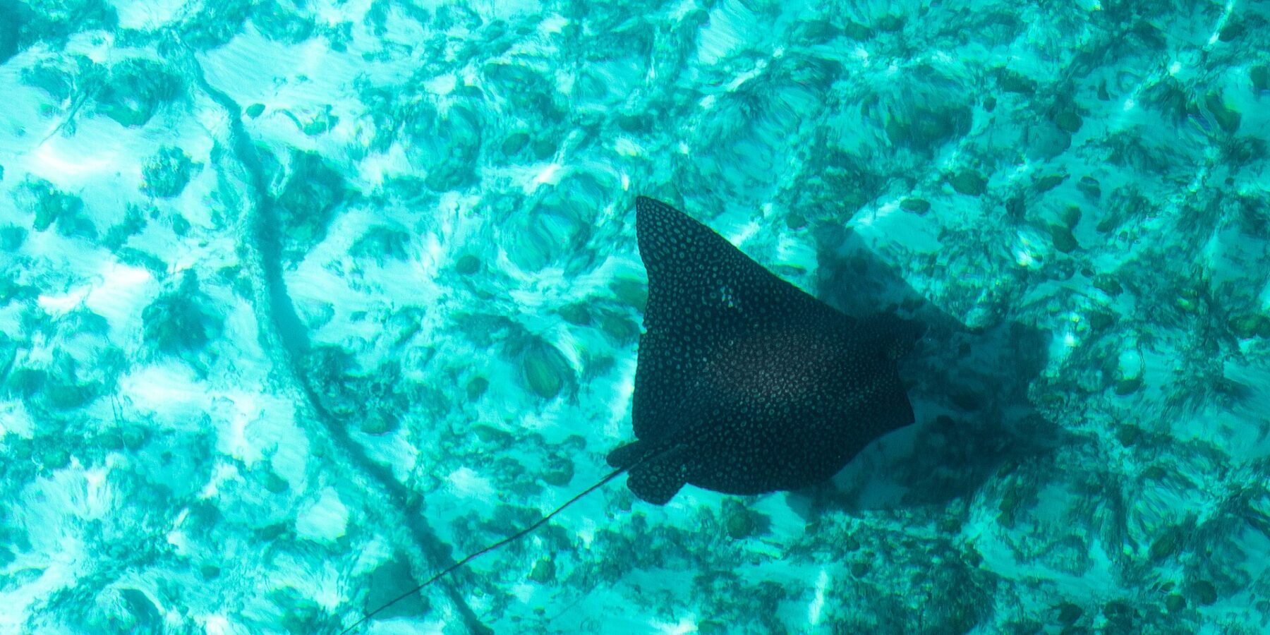Uma raia-chita vista de cima, o dorso preto salpicado de pontos claros e a cauda longa e fina, desliza sobre um fundo de areia e coral em água turquesa