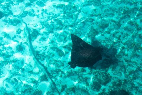 Uma raia-chita vista de cima, o dorso preto salpicado de pontos claros e a cauda longa e fina, desliza sobre um fundo de areia e coral em água turquesa
