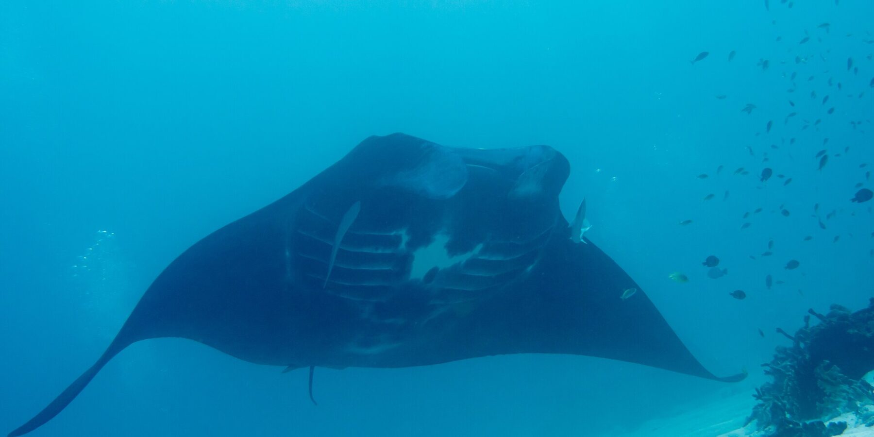 Uma raia-manta-de-recife vista de baixo, com o ventre marcado de manchas brancas e as fendas branquiais visíveis, planando acima de um fundo de areia