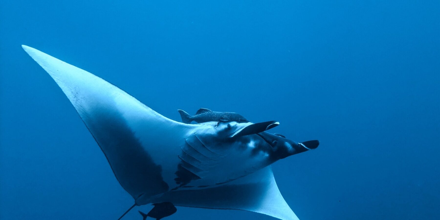 Uma manta-oceânica vista de baixo e de lado no azul, ventre branco, nadadeiras cefálicas abertas, uma rêmora acima da cabeça e um peixinho escuro sob a cauda