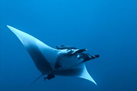 Uma manta-oceânica vista de baixo e de lado no azul, ventre branco, nadadeiras cefálicas abertas, uma rêmora acima da cabeça e um peixinho escuro sob a cauda