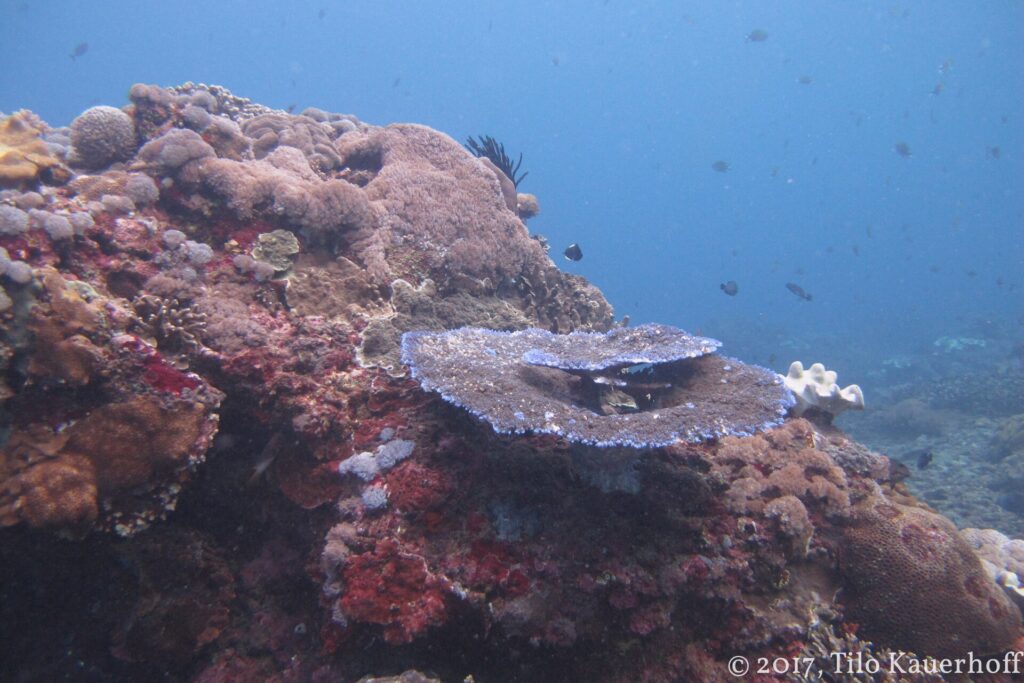 Um maciço de recife coberto de corais duros e incrustações vermelhas, com uma mesa de coral de bordas azuladas no centro e um crinoide preto, e algumas donzelas na água azul.