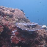 Um maciço de recife coberto de corais duros e incrustações vermelhas, com uma mesa de coral de bordas azuladas no centro e um crinoide preto, e algumas donzelas na água azul.