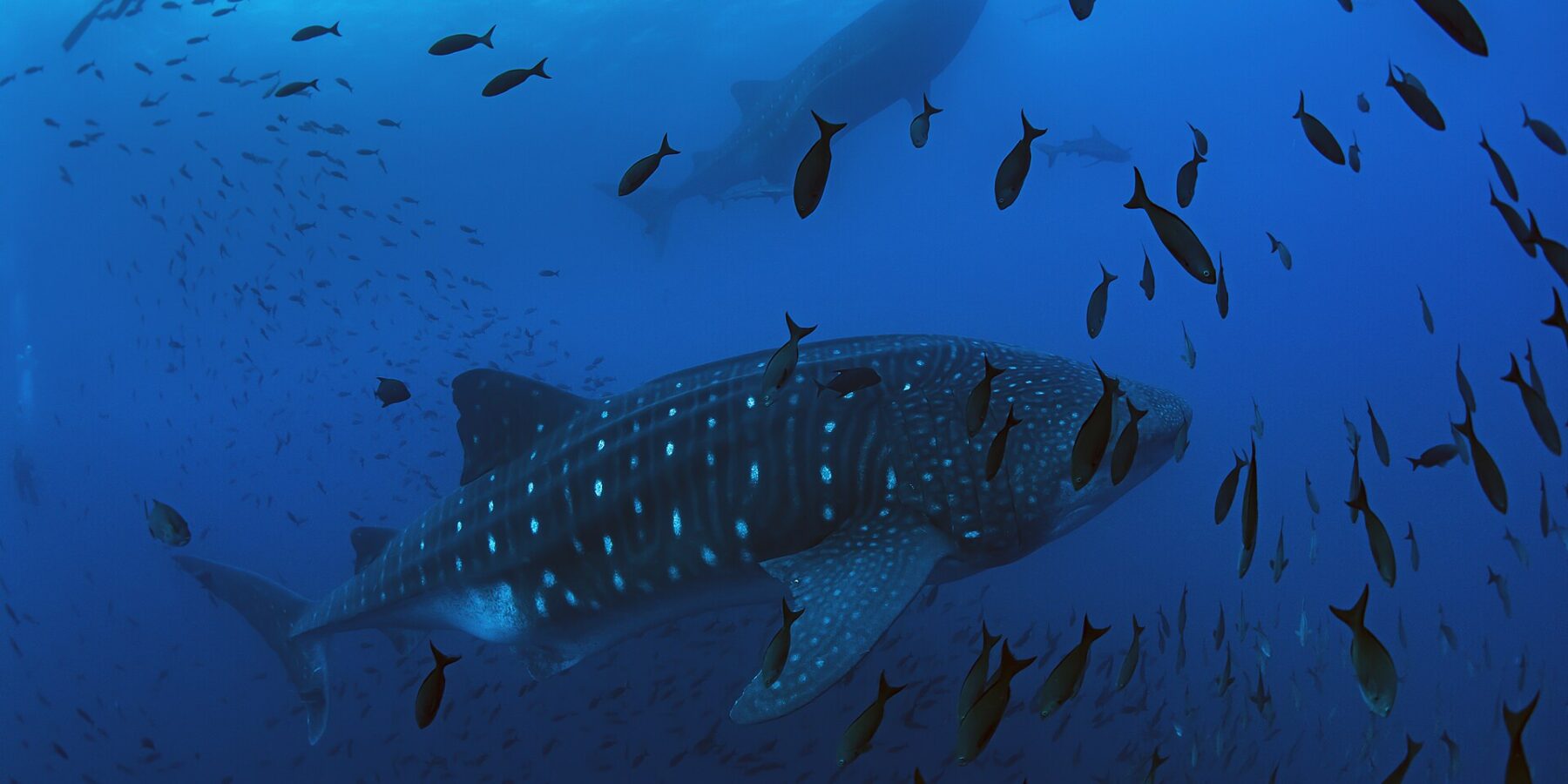 Um tubarão-baleia nada da direita para a esquerda num azul profundo, cercado por uma nuvem de peixes, com um segundo tubarão-baleia e um mergulhador em silhueta acima dele
