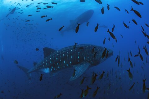 Um tubarão-baleia nada da direita para a esquerda num azul profundo, cercado por uma nuvem de peixes, com um segundo tubarão-baleia e um mergulhador em silhueta acima dele