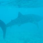 Um tubarão-baleia nada perto da superfície acima de um fundo de recife, em água turquesa um pouco turva