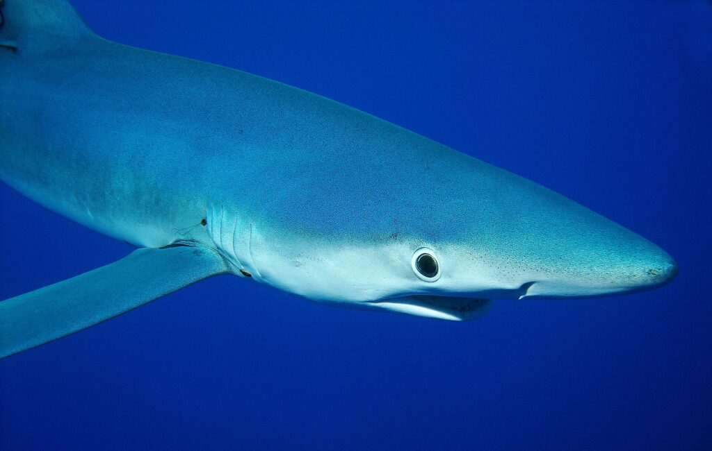 Close de um tubarão-azul de perfil, focinho pontudo, grande olho redondo e fendas branquiais, num azul profundo