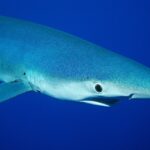 Close de um tubarão-azul de perfil, focinho pontudo, grande olho redondo e fendas branquiais, num azul profundo