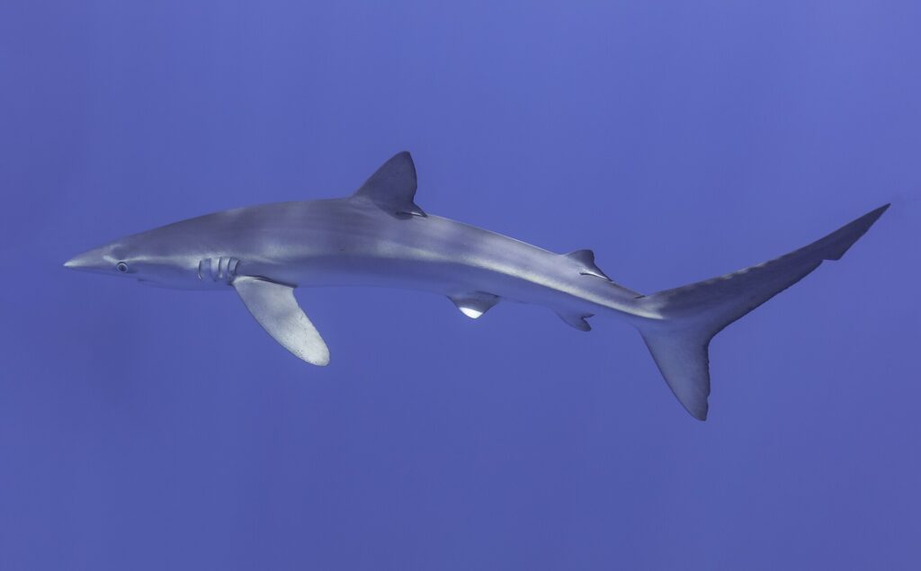 Um tubarão-azul de perfil atravessa toda a imagem, focinho pontudo à esquerda, dorsal alta, longas peitorais e grande nadadeira caudal, com reflexos de luz no dorso, num azul uniforme