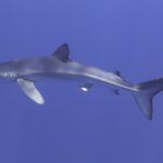 Um tubarão-azul de perfil atravessa toda a imagem, focinho pontudo à esquerda, dorsal alta, longas peitorais e grande nadadeira caudal, com reflexos de luz no dorso, num azul uniforme