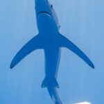 Um tubarão-azul visto bem de baixo numa água azul-clara, com o ventre branco, o focinho pontudo, a boca e as peitorais muito longas e estreitas abertas como asas, a cauda dobrada para a direita