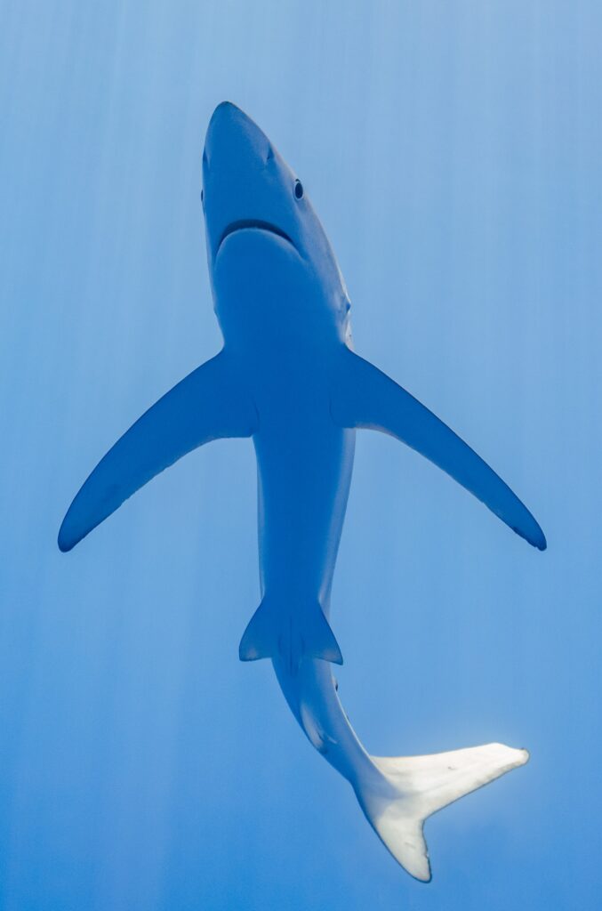 Um tubarão-azul visto bem de baixo numa água azul-clara, com o ventre branco, o focinho pontudo, a boca e as peitorais muito longas e estreitas abertas como asas, a cauda dobrada para a direita