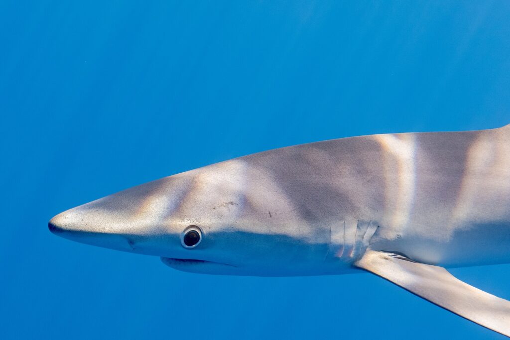 Close de perfil da cabeça de um tubarão-azul numa água de azul uniforme, com o focinho longo e cônico, o grande olho redondo contornado de claro, as fendas branquiais e o início de uma longa peitoral