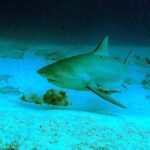 Um tubarão-cabeça-chata de três quartos de frente sobre uma areia branca salpicada de rochas, com o focinho curto e arredondado, o olho pequeno, a primeira dorsal alta e triangular, uma rêmora sob a barriga e xaréus em volta