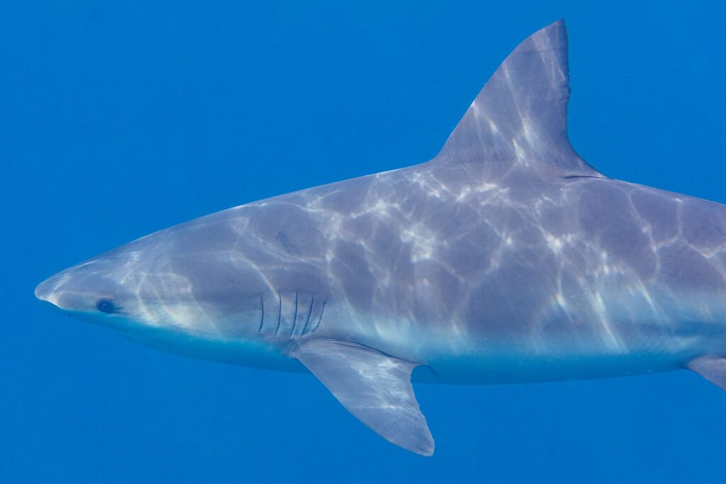 Close de perfil de um tubarão-cabeça-chata no azul, com o dorso cinza riscado de reflexos da superfície, o focinho curto e arredondado, o olho pequeno, as cinco fendas branquiais, a grande primeira dorsal triangular e a longa peitoral