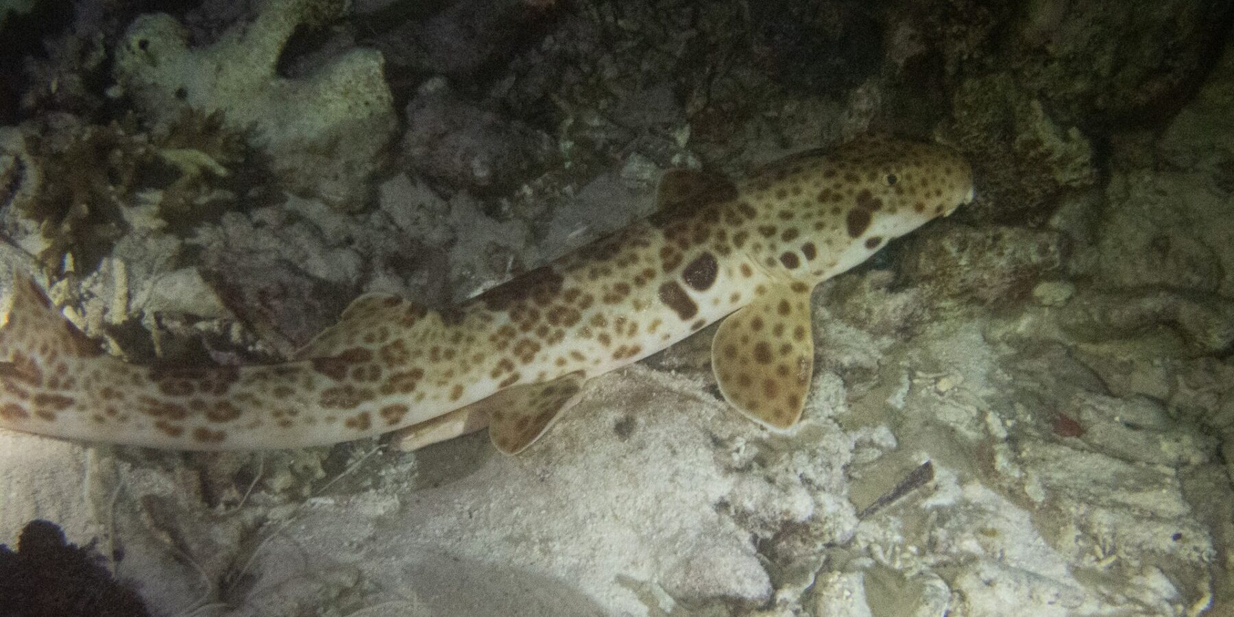 Um tubarão-andador no fundo, à noite, entre a areia e o cascalho de coral, com a cabeça à direita: um corpo creme coberto de manchas marrons, uma grande mancha escura acima da nadadeira peitoral e nadadeiras em forma de remo apoiadas no fundo