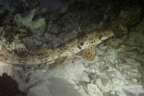 Um tubarão-andador no fundo, à noite, entre a areia e o cascalho de coral, com a cabeça à direita: um corpo creme coberto de manchas marrons, uma grande mancha escura acima da nadadeira peitoral e nadadeiras em forma de remo apoiadas no fundo