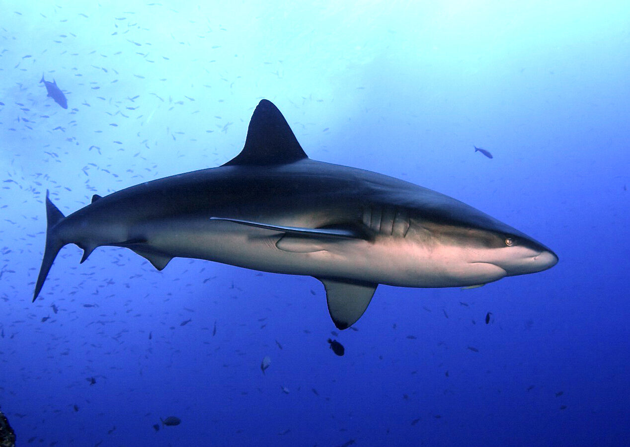Um tubarão-de-galápagos nada de perfil no azul no meio de uma nuvem de peixinhos: primeira dorsal alta, dorso cinza-amarronzado, ventre branco, focinho largo e arredondado
