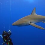 Um grande tubarão-de-galápagos passa bem perto de mergulhadores de rebreather suspensos ao longo de um cabo no azul, com a longa peitoral e a dorsal alta bem visíveis