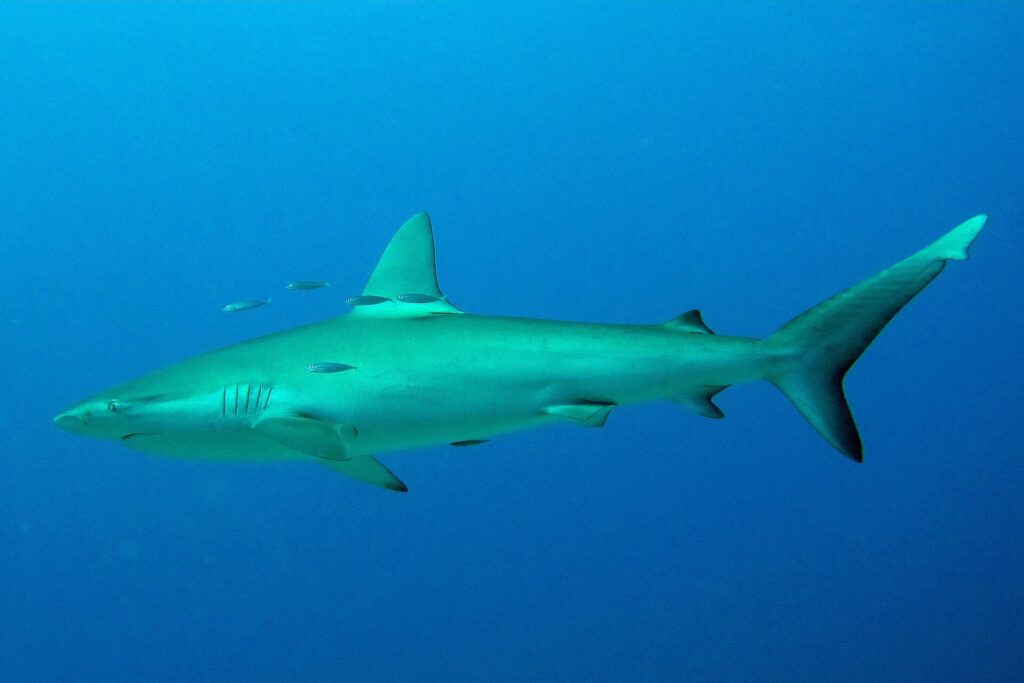 Um tubarão-de-galápagos de perfil em pleno azul, com alguns peixinhos prateados em volta da dorsal: corpo fusiforme, primeira dorsal alta e levemente em foice, segunda dorsal pequena, cauda longa