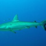 Um tubarão-de-galápagos de perfil em pleno azul, com alguns peixinhos prateados em volta da dorsal: corpo fusiforme, primeira dorsal alta e levemente em foice, segunda dorsal pequena, cauda longa