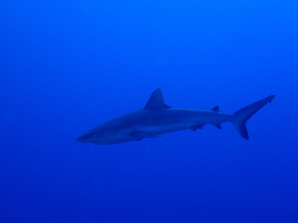 Um tubarão-cinzento-de-recife desliza de perfil num azul profundo e uniforme, com a nadadeira caudal erguida