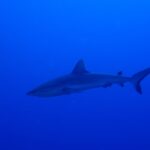 Um tubarão-cinzento-de-recife desliza de perfil num azul profundo e uniforme, com a nadadeira caudal erguida