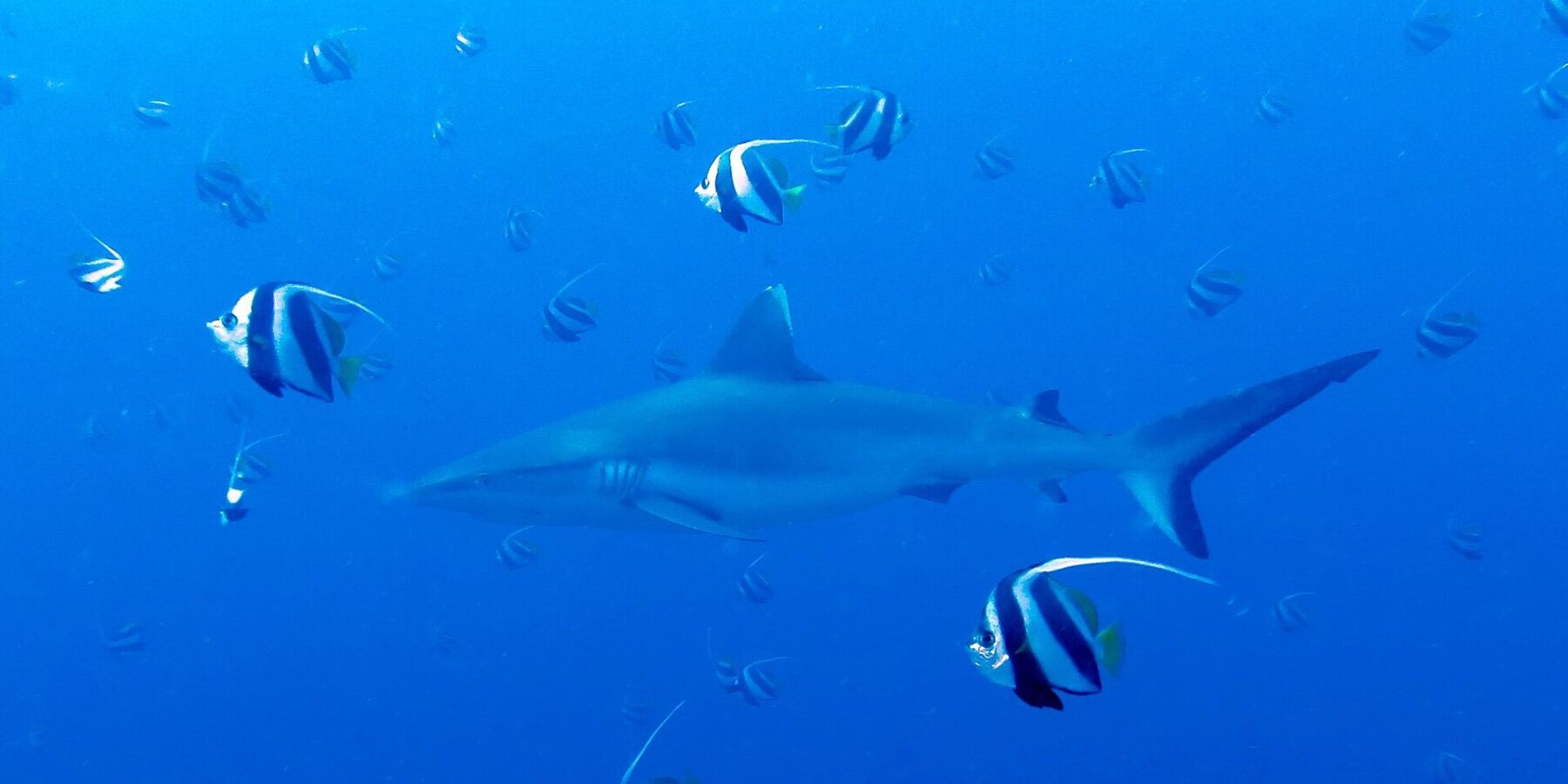 Um tubarão-cinzento-de-recife nada no azul no meio de um cardume de peixes-bandeira pretos e brancos