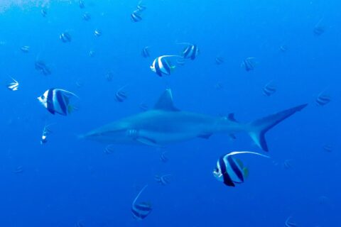 Um tubarão-cinzento-de-recife nada no azul no meio de um cardume de peixes-bandeira pretos e brancos