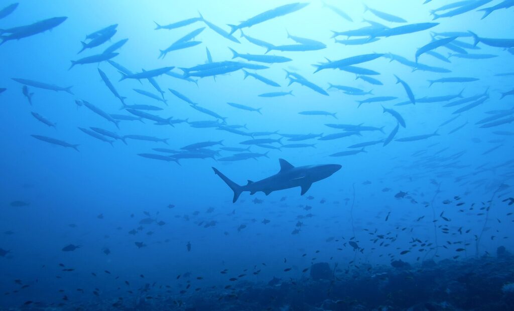 A silhueta de um tubarão-cinzento-de-recife passa sob um grande cardume de barracudas, acima de um recife cheio de peixinhos