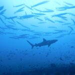 A silhueta de um tubarão-cinzento-de-recife passa sob um grande cardume de barracudas, acima de um recife cheio de peixinhos