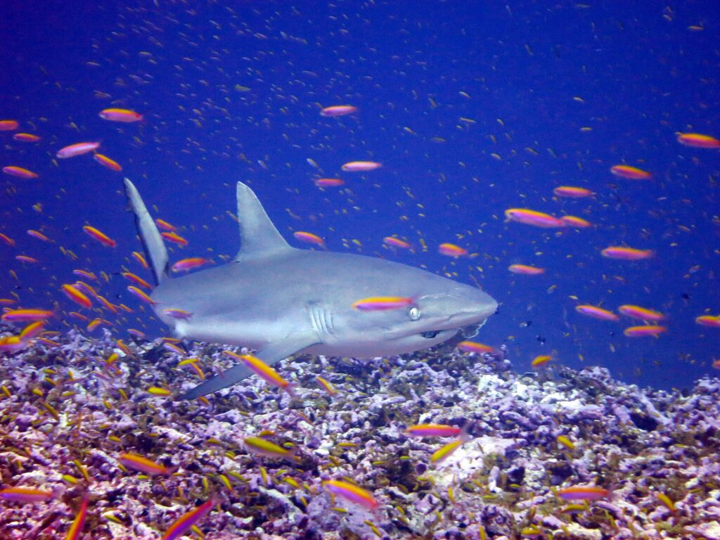 Um tubarão-cinzento-de-recife nada de três quartos rente a um recife, no meio de uma nuvem de anthias laranja: focinho largo e arredondado, olho grande, primeira dorsal cinza sem marca, margem de trás da cauda contornada de preto