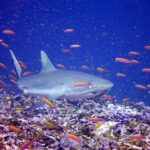 Um tubarão-cinzento-de-recife nada de três quartos rente a um recife, no meio de uma nuvem de anthias laranja: focinho largo e arredondado, olho grande, primeira dorsal cinza sem marca, margem de trás da cauda contornada de preto