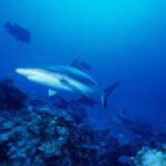 Vários tubarões-cinzentos-de-recife patrulham acima de um recife de coral no azul, o primeiro visto de três quartos por baixo, com a cauda de borda preta e as nadadeiras ventrais de ponta preta