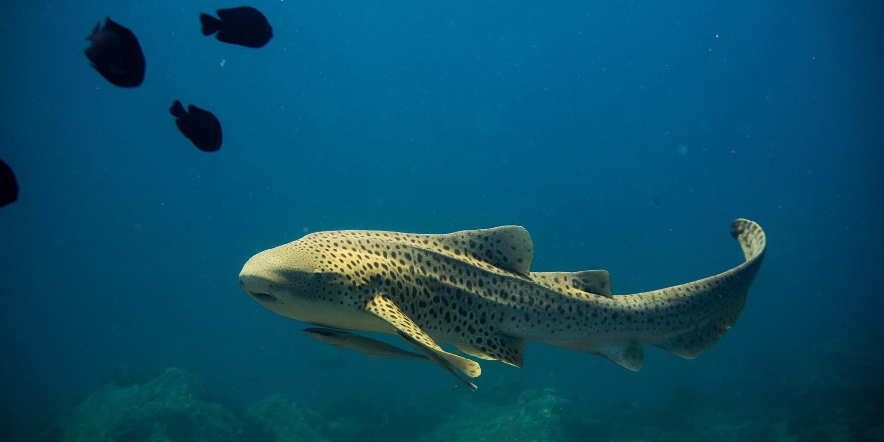 Um tubarão-zebra adulto, corpo amarelo-areia coberto de manchas escuras e longa cauda erguida, nada para a esquerda em pleno azul com uma rêmora sob a barriga, alguns peixes pretos acima e rochas desfocadas embaixo