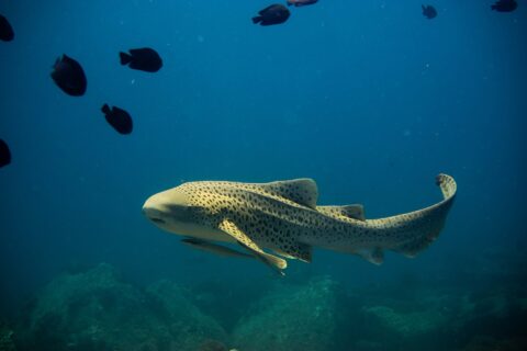 Um tubarão-zebra adulto, corpo amarelo-areia coberto de manchas escuras e longa cauda erguida, nada para a esquerda em pleno azul com uma rêmora sob a barriga, alguns peixes pretos acima e rochas desfocadas embaixo
