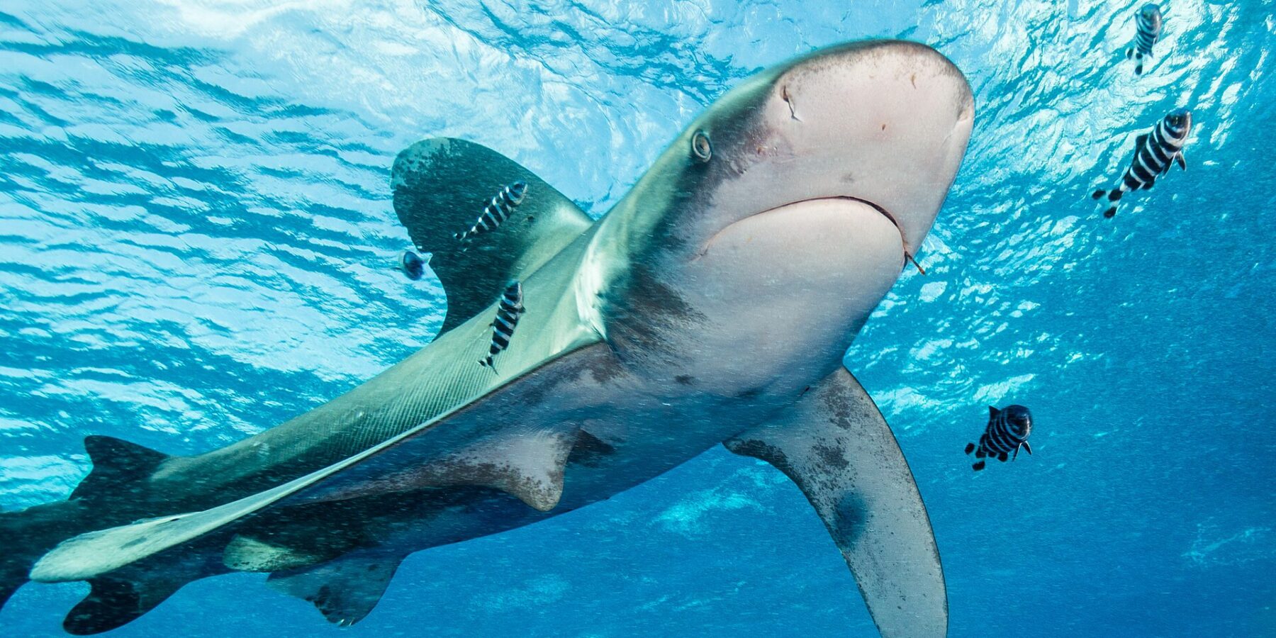 Um tubarão-galha-branca-oceânico de nadadeiras com borda branca nada sob a superfície, cercado de peixes-piloto listrados