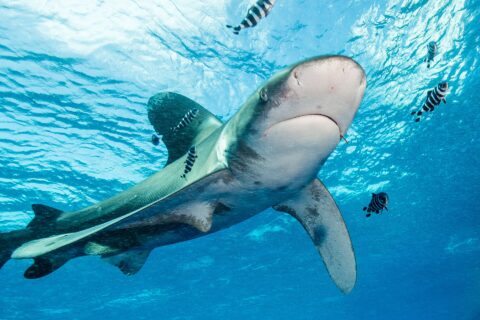 Um tubarão-galha-branca-oceânico de nadadeiras com borda branca nada sob a superfície, cercado de peixes-piloto listrados