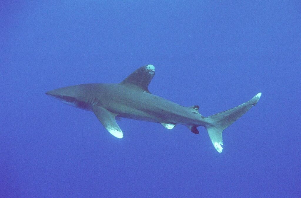 Um tubarão-galha-branca-oceânico de perfil em pleno azul: primeira dorsal alta e arredondada, peitorais longas, pontas brancas manchadas na dorsal, nas peitorais e nos lobos da cauda