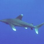 Um tubarão-galha-branca-oceânico de perfil em pleno azul: primeira dorsal alta e arredondada, peitorais longas, pontas brancas manchadas na dorsal, nas peitorais e nos lobos da cauda